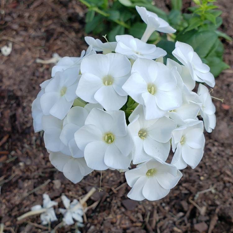 plant image 1628579