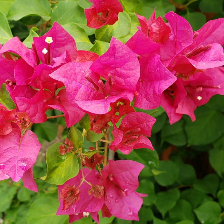 Plant image Bougainvillea x buttiana 'Barbara Karst'