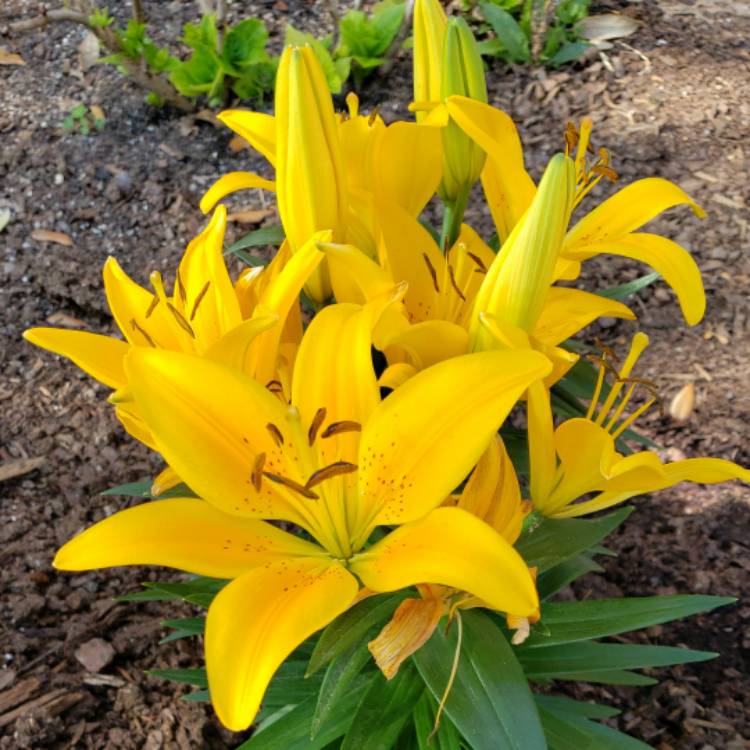 Plant image Lilium 'Chocolate Canary'