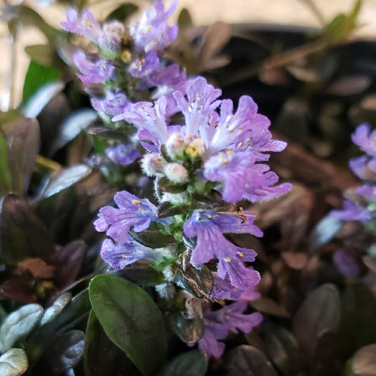 Plant image Ajuga reptans 'Evening Glow'