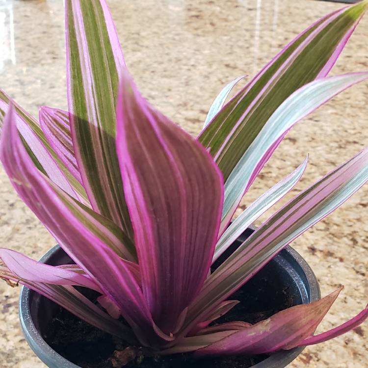 plant image 1654744 plant image 1654744