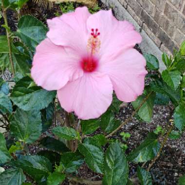 Hibiscus
