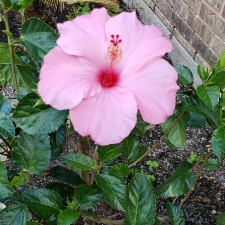 plant image 1656651