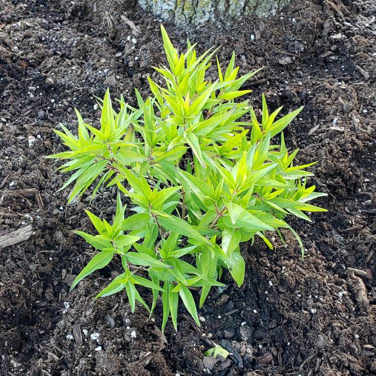 Plant image Anisacanthus Quadrifidus