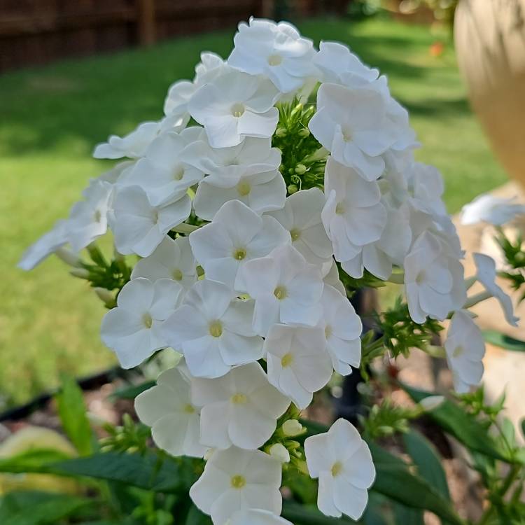 Plant image Phlox paniculata 'Rembrandt'