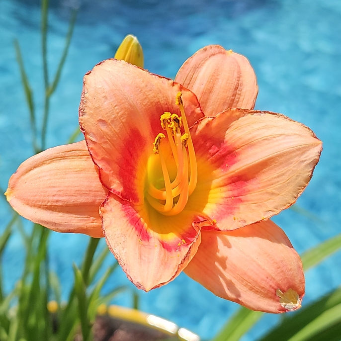 Plant image Hemerocallis 'Strawberry Candy'