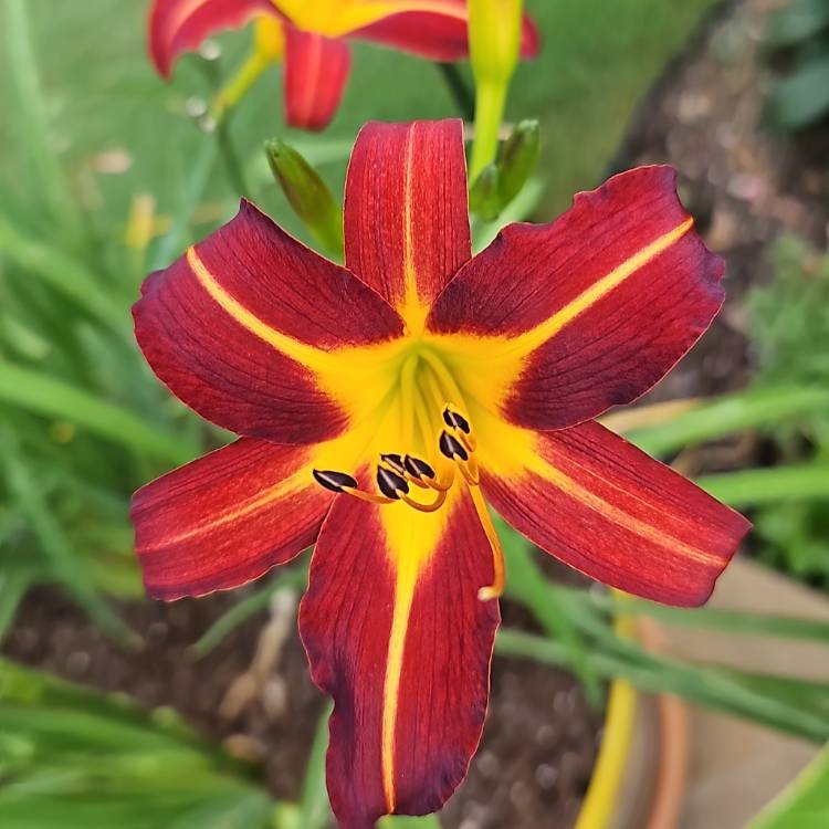 Plant image Hemerocallis 'Arriba'