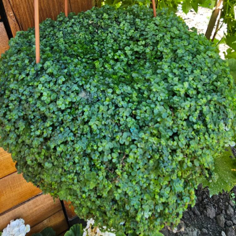 Plant image Thymus Serpyllum 'Elfin'