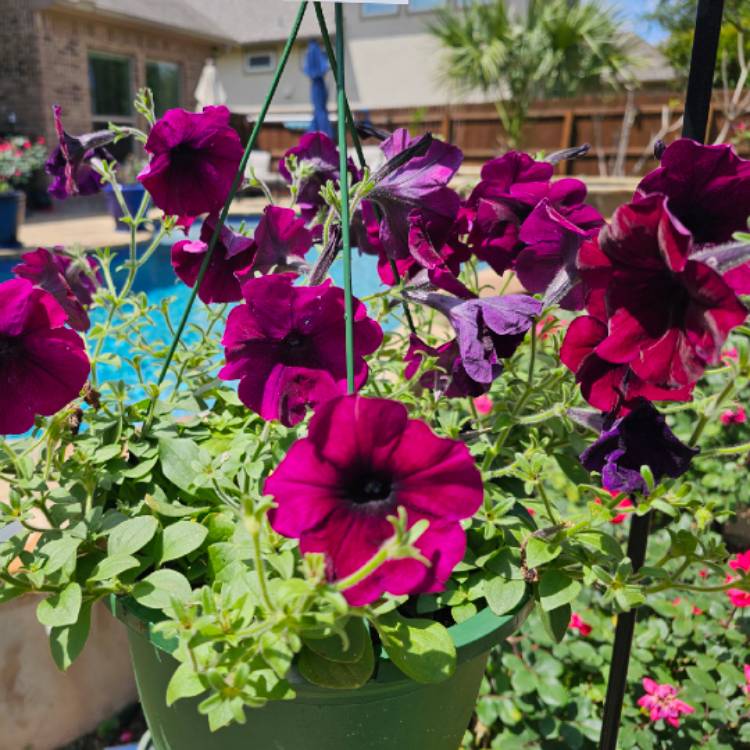 Plant image Petunia 'Burgundy'