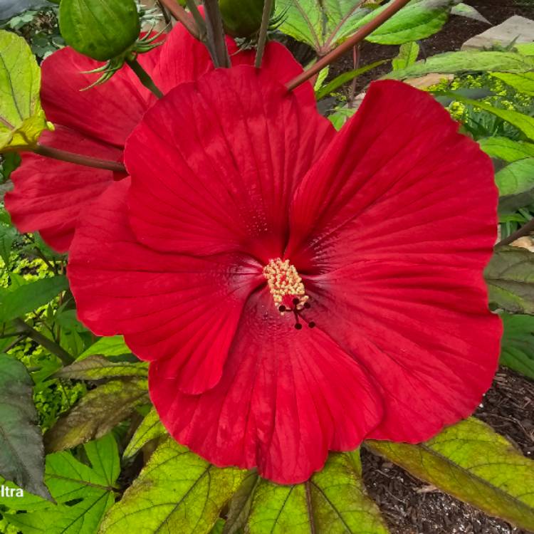 plant image 1709873
