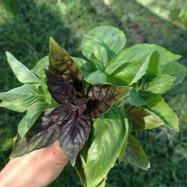 Ocimum basilicum 'Genova' syn. Ocimum basilicum 'Genovese'