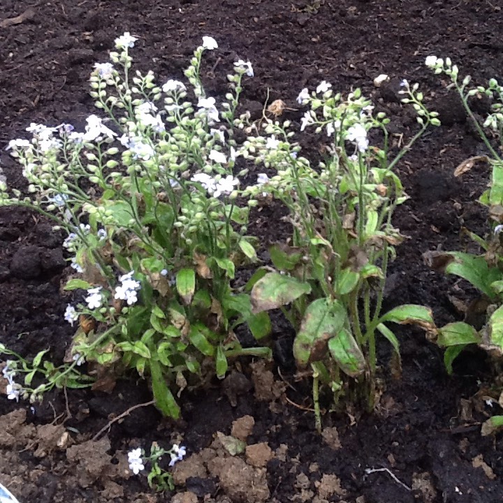 plant image 434037
