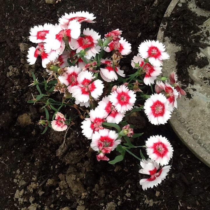 Plant image Dianthus diantica 'Strawberry Cream'