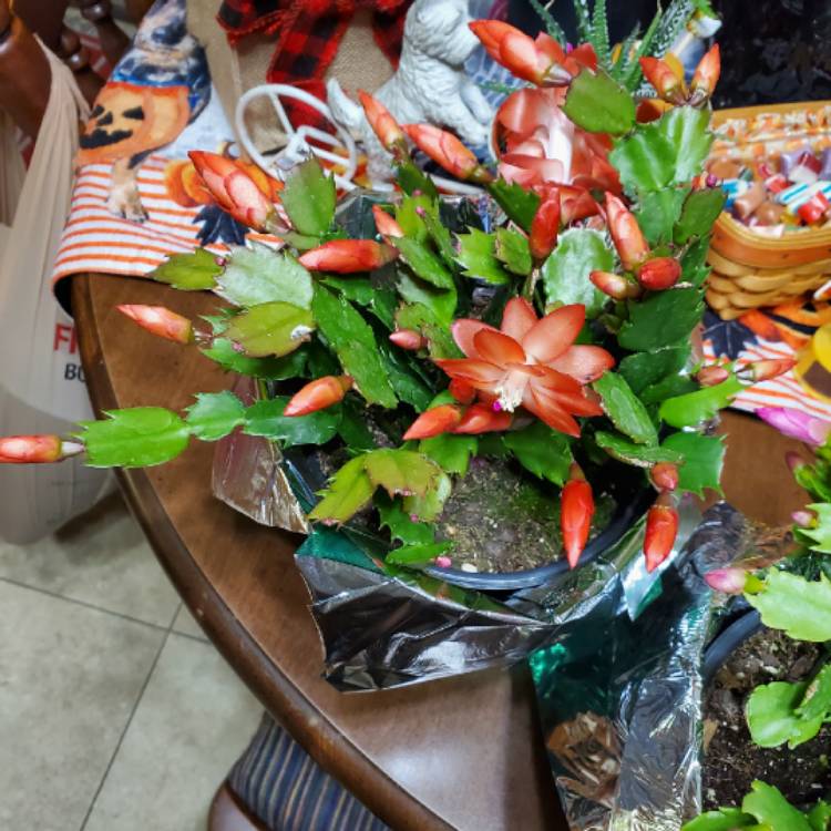 Plant image Schlumbergera 'Twilight Tangerine'