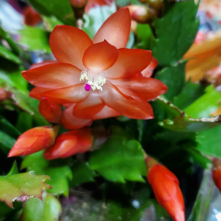 Plant image Schlumbergera 'Twilight Tangerine'