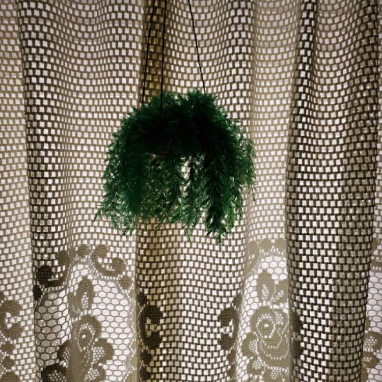 plant image 1439326