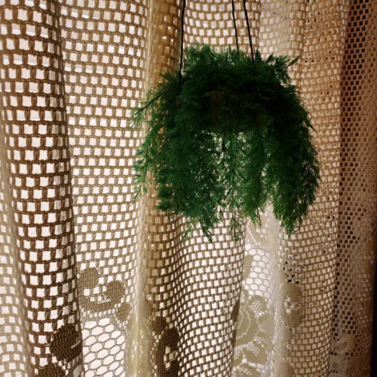 plant image 1439551