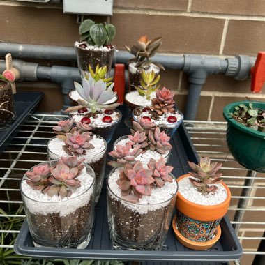Kelsey's garden