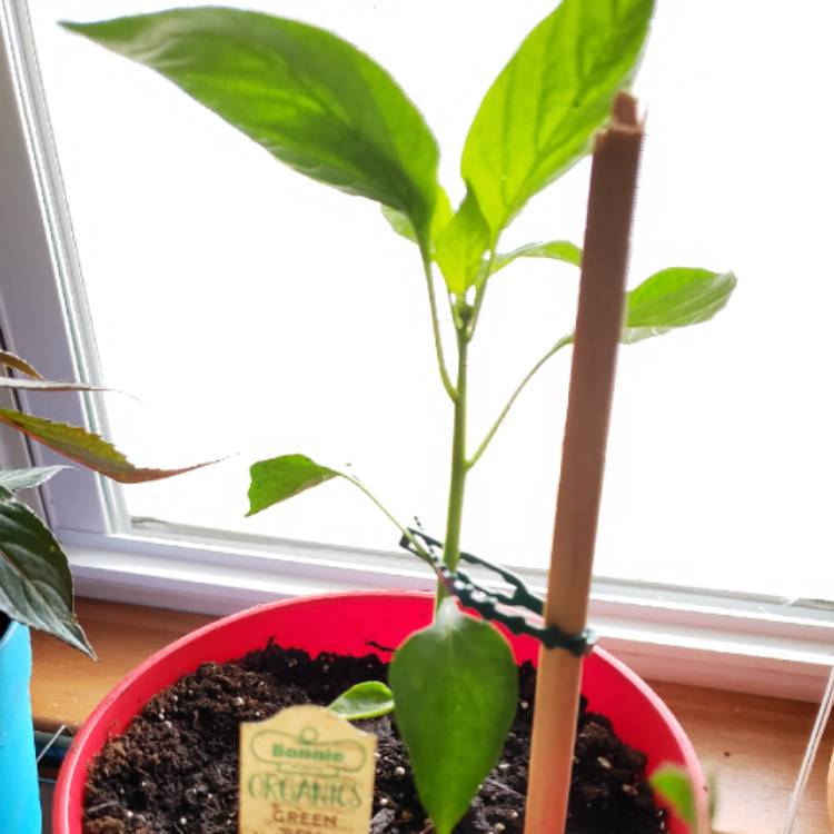 plant image 732822