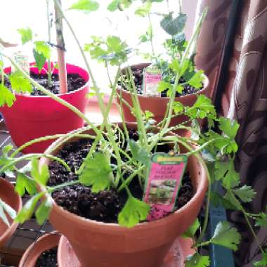 Flat-leafed Parsley