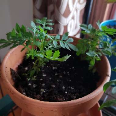 Marigold