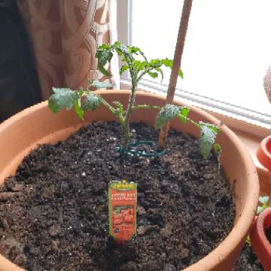 Tomato 'Better Boy'