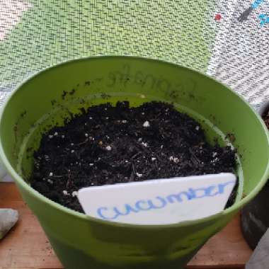Cucumber 'Burpless'