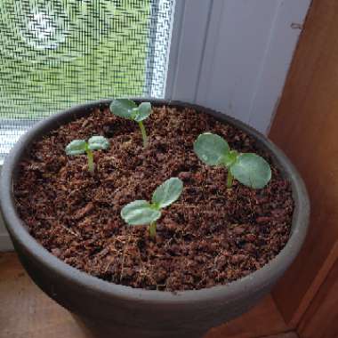 Giant Sunflower (Dwarf)  'Sunspot'