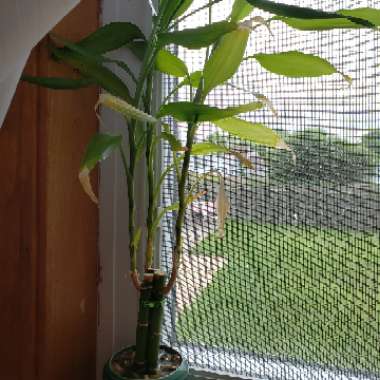Lucky Bamboo