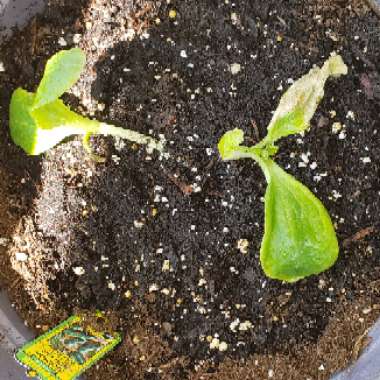 Zucchini 'Anton'