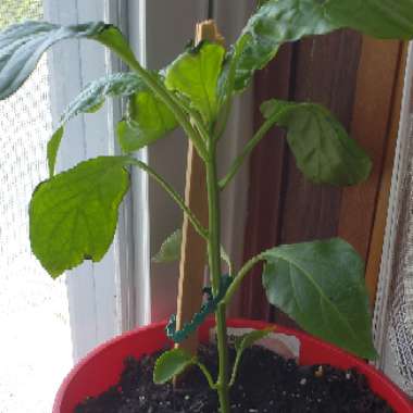 Sweet Pepper 'Bonnie Bell' Green