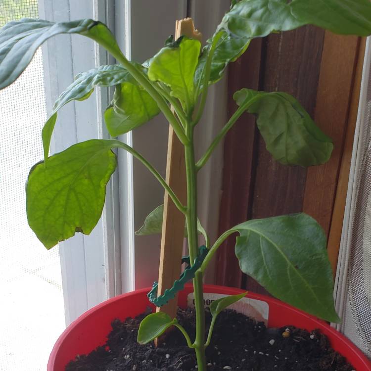 Plant image Capsicum 'Bonnie Bell' Green