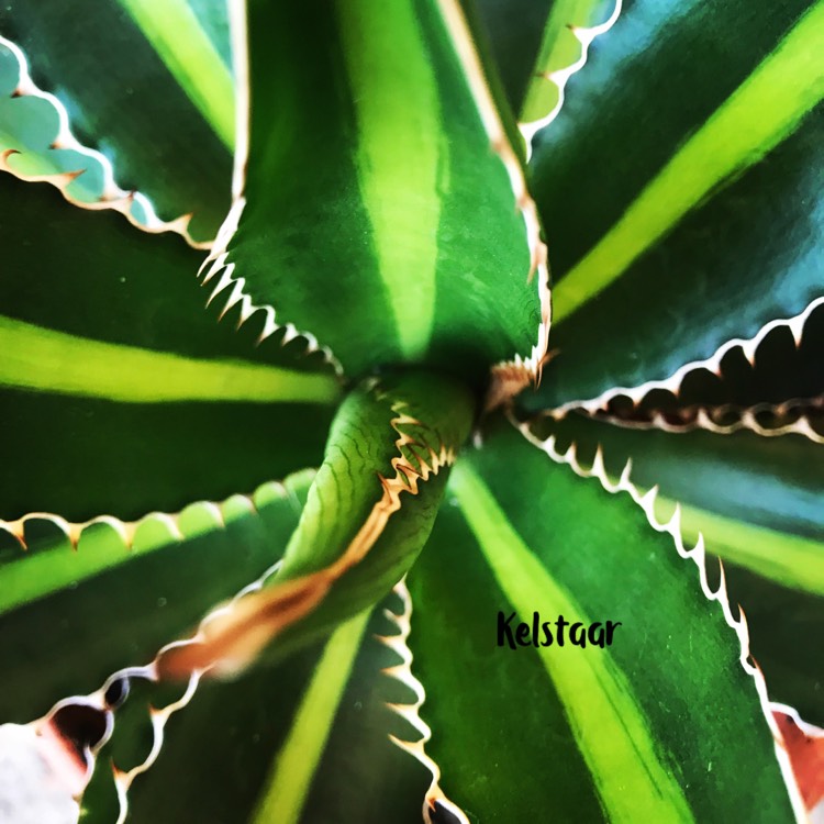 Plant image Agave lopthana 'Quadricolour'