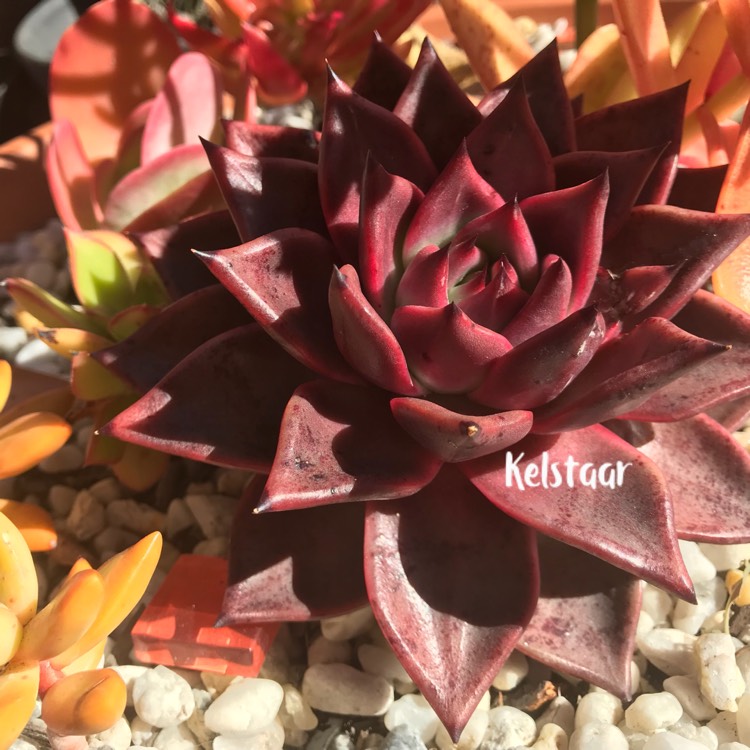 Plant image Echeveria Agavoides Romeo