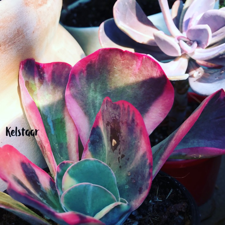 Plant image Kalanchoe Thyrsiflora Variegated