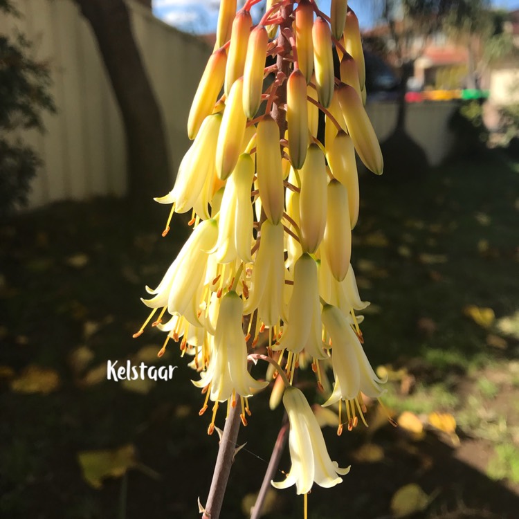 plant image 744965
