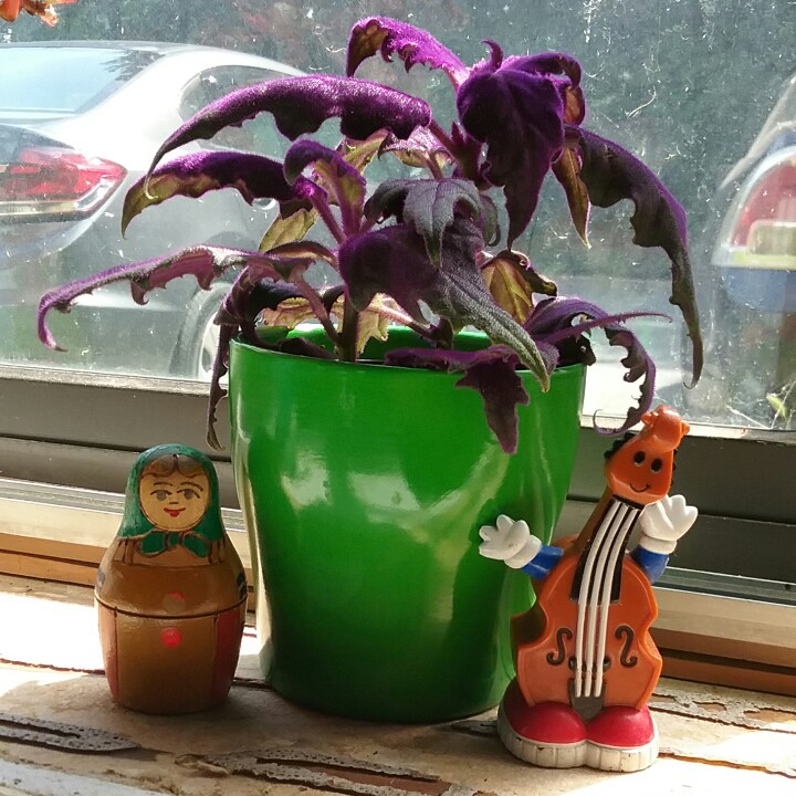 Purple Passion Plant