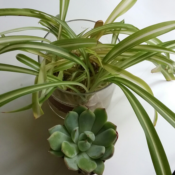 Plant image x Pachyveria Claire