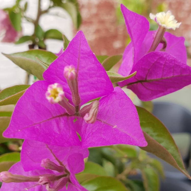 Plant image Bougainvillea spectabilis