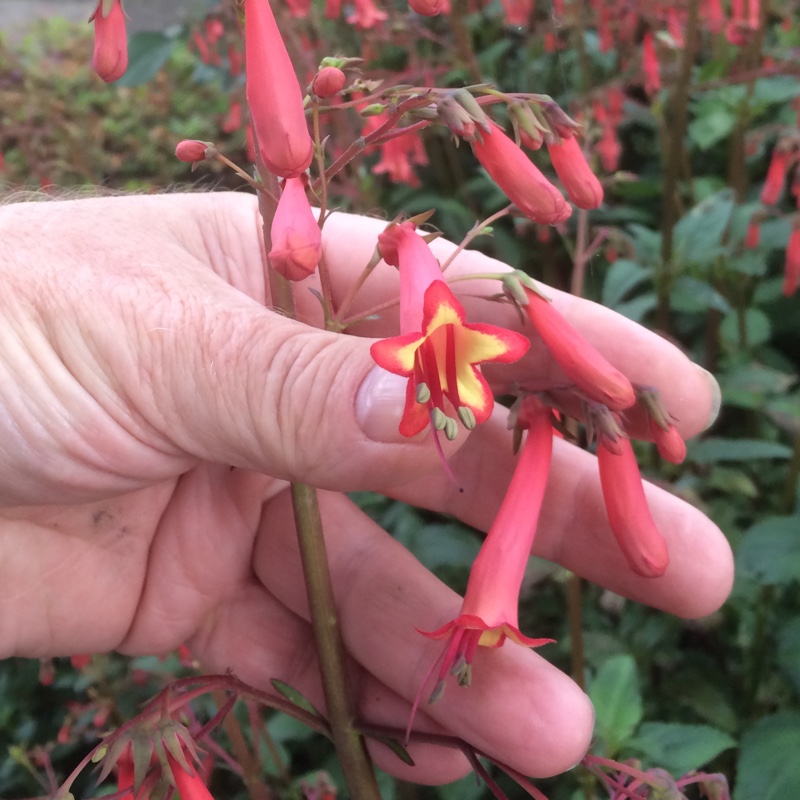 Plant image Phygelius x rectus 'African Queen'
