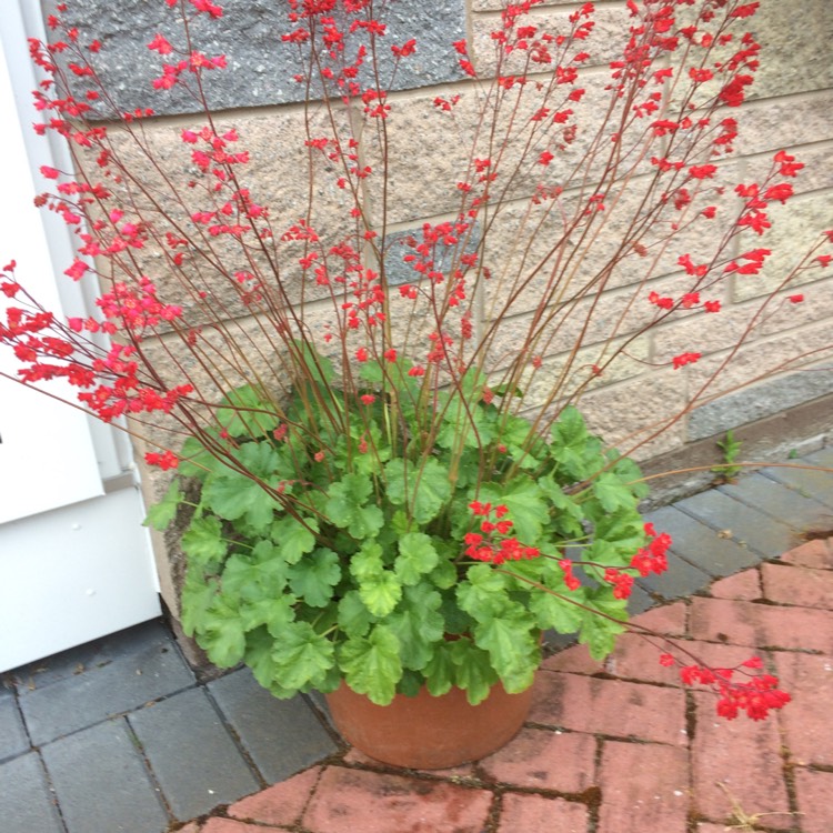plant image 406127