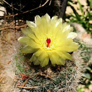 Mammillaria