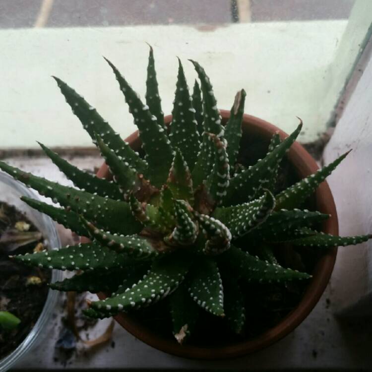plant image 1074069 plant image 1074069
