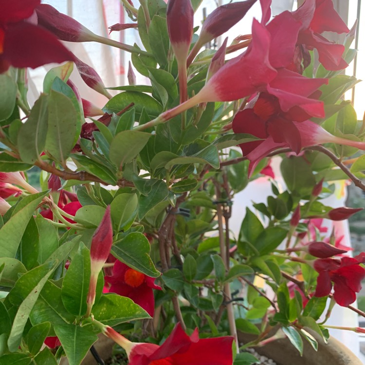 plant image 1677839