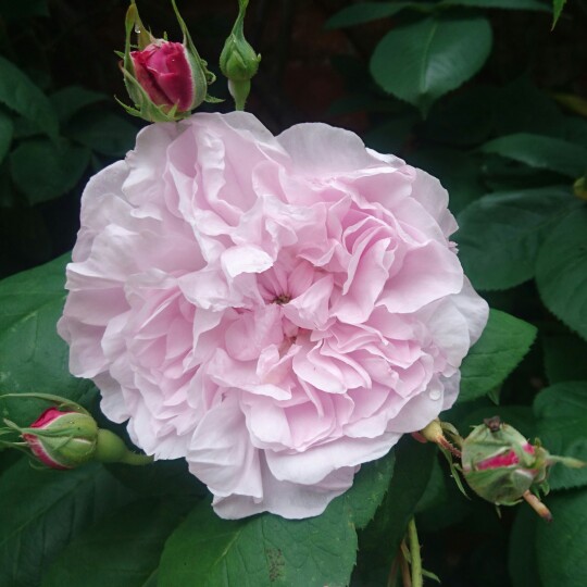 Plant image Rosa x centifolia 'Fantin Latour'