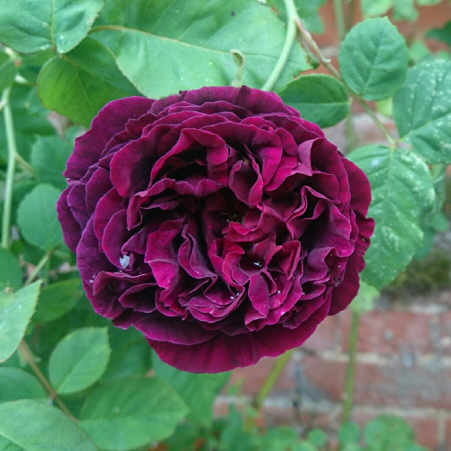 Plant image Rosa 'Souvenir du Docteur Jamain'