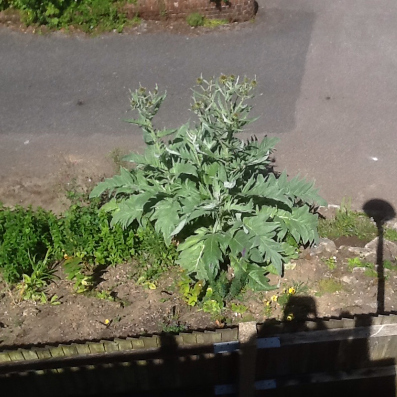 Cardoon