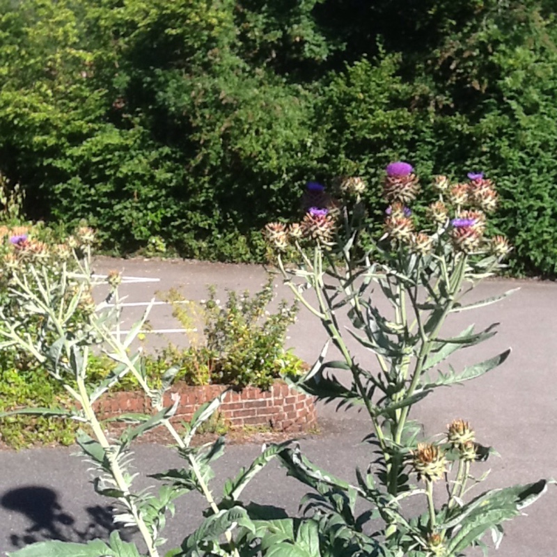 Ken's garden