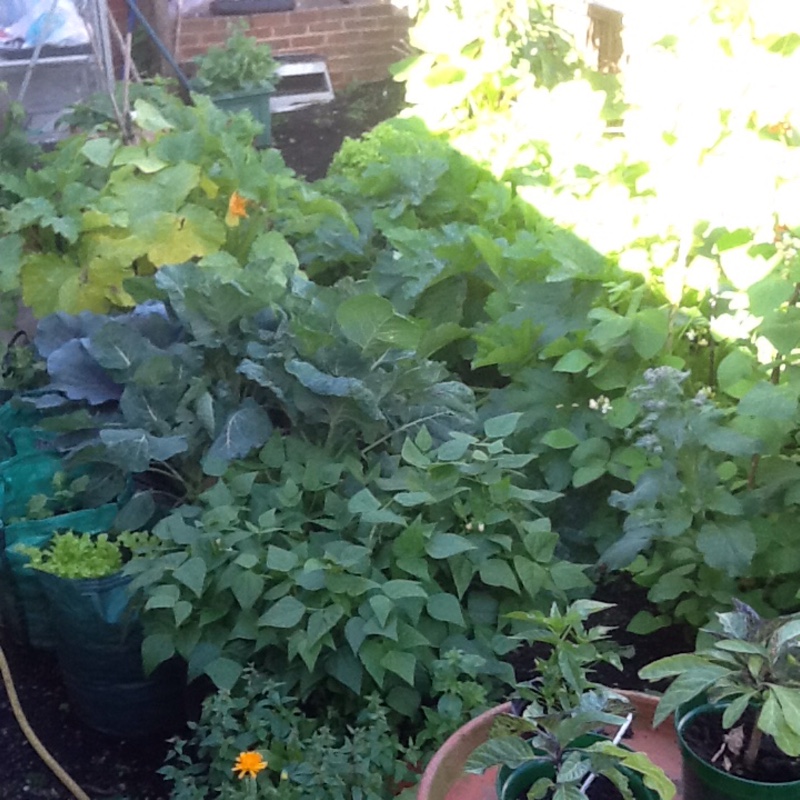 Ken's garden