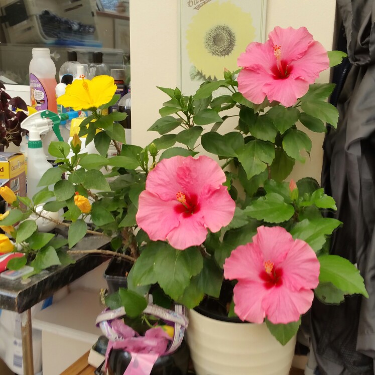 plant image 167700